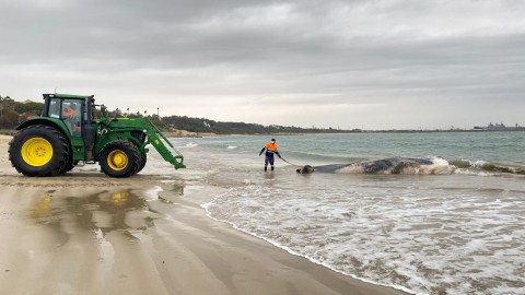 Labores de retirada del mamífero muerto