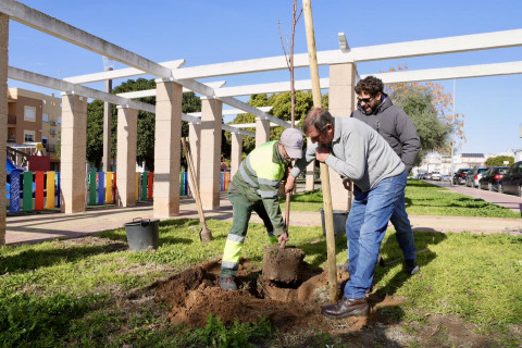 El Ayuntamiento planta m&aacute;s de 90 &aacute;rboles nuevos desde noviembre en distintos puntos de Rota