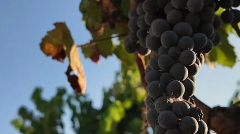 La Audiencia Nacional admite a tr&aacute;mite el recurso en defensa de la Tintilla interpuesto por el Ayuntamiento de Rota