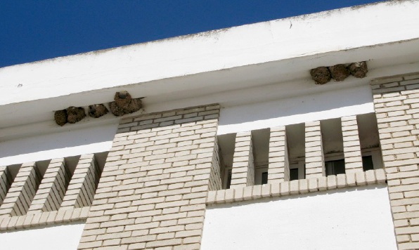 Ecologistas denuncia ante el Seprona la destrucci&oacute;n de nidos de aves protegidas en Rota