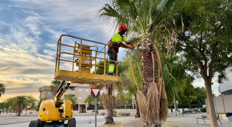 Aprobada definitivamente la primera ordenanza del arbolado de Rota