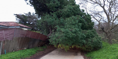 La ca&iacute;da de un gran &aacute;rbol a la v&iacute;a p&uacute;blica obliga a cortar el paso por el Camino de Carboneras