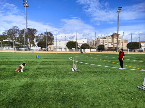 Rota acoge este fin de semana el Torneo Andaluz de Obediencia y prueba selectiva para el mundial