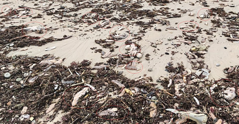 Decenas de pulpos y otras especies marinas aparecen muertas en la playa de Rota