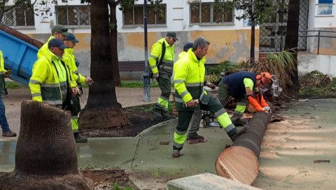 Parques y Jardines retira una palmera de la plaza Camilo Jos&eacute; Cela por precauci&oacute;n
