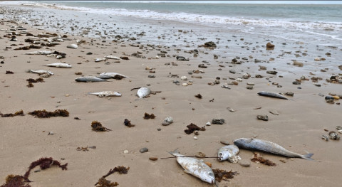Decenas de peces muertos vuelven a copar la orilla de la playa de Rota