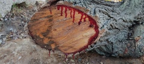 Uno de los troncos de los árboles talados