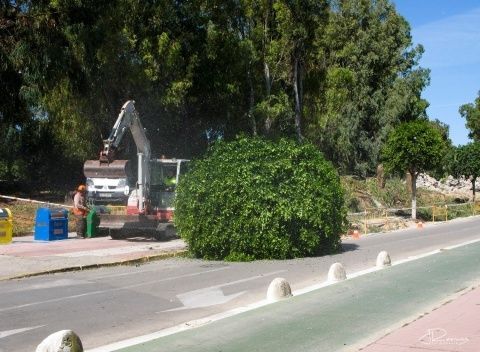 Uno de los árboles talados