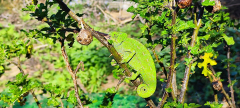Ecologistas lleva a los escolares la importancia del camale&oacute;n con una actividad de concienciaci&oacute;n