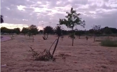 Aparecen tronchados y da&ntilde;ados m&aacute;s de una decena de &aacute;rboles de la entrada de Rota