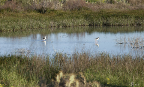 Ecologistas se suma a la Alianza por la Naturaleza y se compromete a acciones de concienciaci&oacute;n