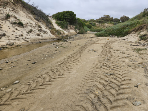 Ecologistas denuncia ante la Junta destrozos en la duna litoral y h&aacute;bitat del chorlitejo