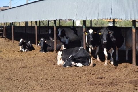 Algunas de las vacas de la vaqueriza Algunas de las vacas de la vaqueriza