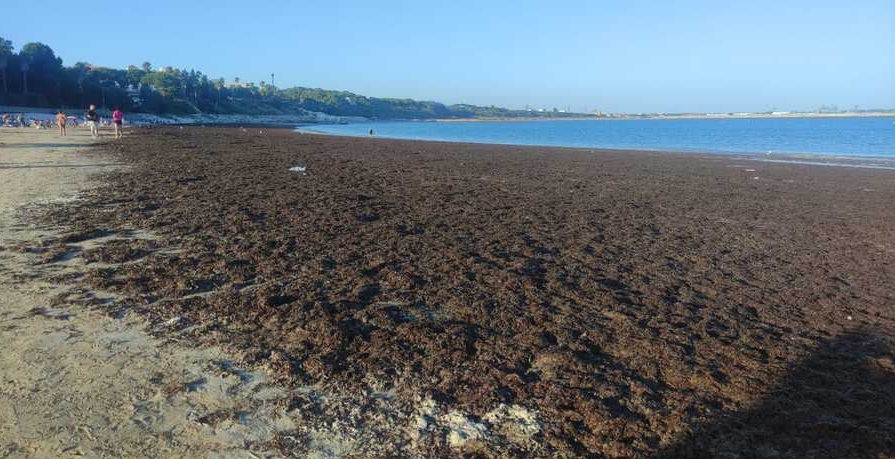 Rota recibir&aacute; de Diputaci&oacute;n 30.000 euros para retirar algas asi&aacute;ticas de sus playas