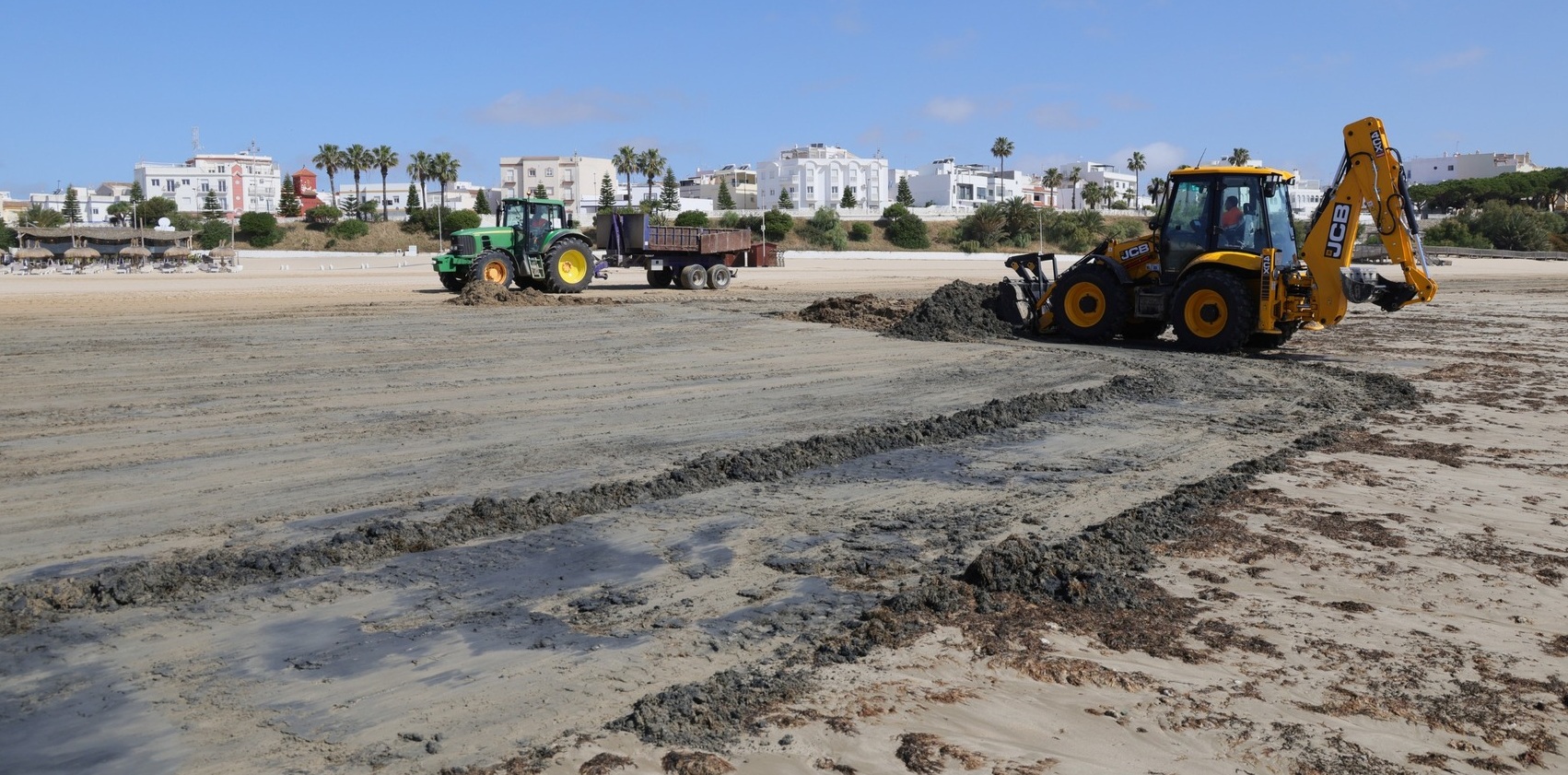 La llegada masiva de algas a las playas obliga al Ayuntamiento de Rota a intensificar los trabajos de limpieza