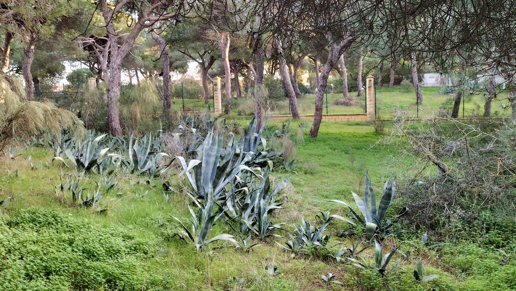 Ecologistas convoca este s&aacute;bado una jornada para eliminar plantas invasoras de los pinares de Rota