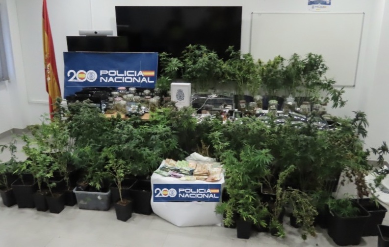 La Polic&iacute;a Nacional desmantela una plantaci&oacute;n de marihuana en el centro de Rota