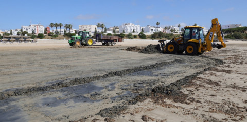 La llegada masiva de algas a las playas obliga al Ayuntamiento de Rota a intensificar los trabajos de limpieza