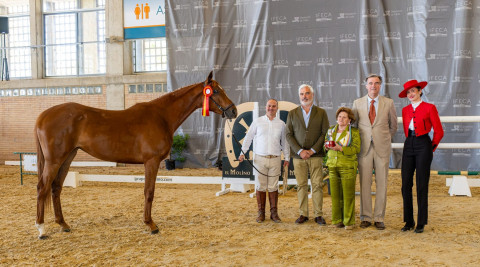 La yegua del criador rote&ntilde;o Manuel J. Rodr&iacute;guez Ja&eacute;n, doble campeona nacional del Concurso Anglo-&aacute;rabe de la Feria de Jerez