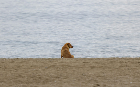 IU+Podemos ve una "preocupante falta de inter&eacute;s" del gobierno local, que lleva a un nuevo verano sin playa para perros
