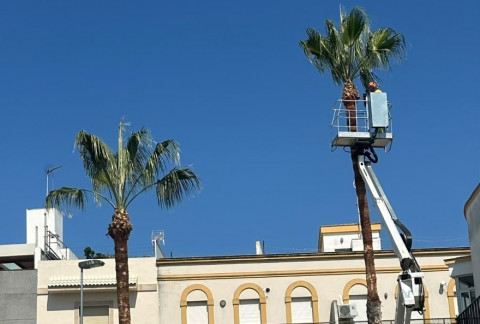 Parques y Jardines inicia la campa&ntilde;a de poda de palmeras
