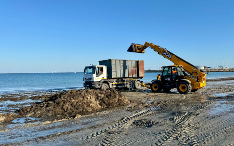 Personal de la delegaci&oacute;n de Playas retir&oacute; ayer lunes m&aacute;s de 217 toneladas de algas del Chorrillo