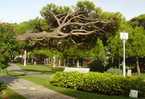 Nueve pinos del Parque Atl&aacute;ntico  ser&aacute;n talados por seguridad