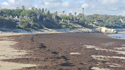La Diputaci&oacute;n destina 605.000 euros a nueve municipios contra el alga invasora, entre ellos, Rota