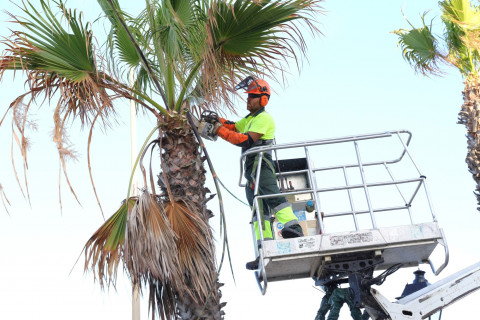 La campa&ntilde;a de poda de palmeras avanza por distintas zonas de Rota