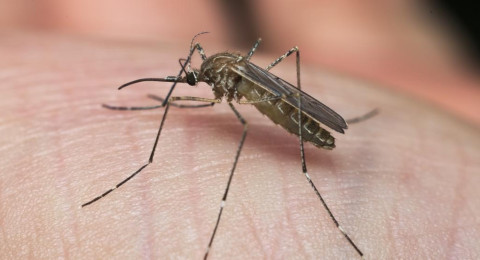 Sanidad recuerda las principales medidas para prevenir la transmisi&oacute;n del Virus del Nilo Occidental