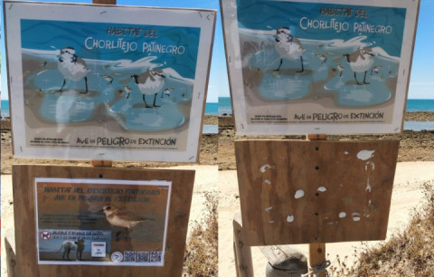 Los voluntarios de "Salvemos al Chorlitejo Patinegro" piden respeto a la carteler&iacute;a en la playa, que es arrancada sistem&aacute;ticamente