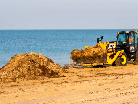 La recogida de algas no cesa en las playas de Rota  y a&uacute;n as&iacute;, el Ayuntamiento no da abasto