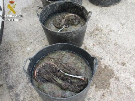 Barriles de ortiguillas incautadas