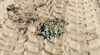 Zona del camino afectada