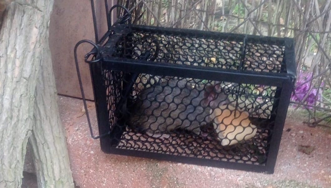 Vecinos frente al jard&iacute;n bot&aacute;nico denuncian "una plaga de ratas" en los &aacute;rboles cercanos y la falta de soluciones del Ayuntamiento