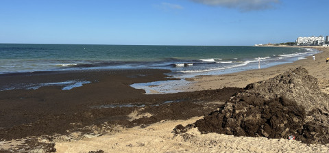 La retirada de alga invasora en el litoral de Rota supera ya los cinco millones de kilos