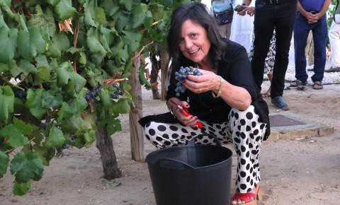 La Tintilla de Rota, protagonista de la semana con la Vendimia simb&oacute;lica y la XVII Pisada Popular