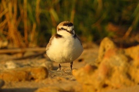 Un chorlitejo patinegro