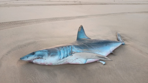 Aparece varado en la playa de Rota un marrajo com&uacute;n de m&aacute;s de dos metros
