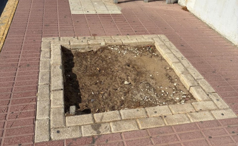 Rota se suma a la campa&ntilde;a "&iexcl;Aqu&iacute; falta un &aacute;rbol!", para realizar un mapeo sobre el estado del arbolado urbano