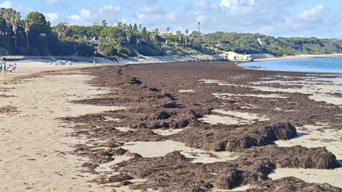 Diputaci&oacute;n concede al Ayuntamiento de Rota 30.000 euros de ayuda para actuaciones medioambientales