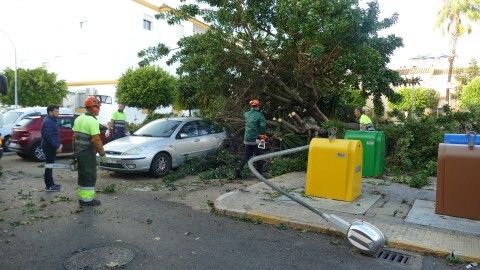 Un &aacute;rbol cae y afecta a una farola y varios coches