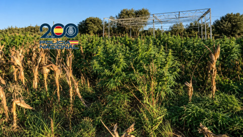 La Polic&iacute;a Nacional desmantela una plantaci&oacute;n de marihuana e interviene 686 kilos