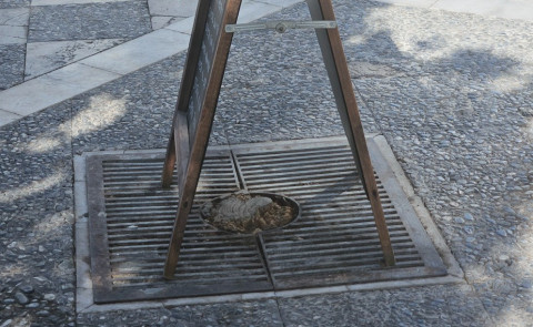 Ecologistas y Verdes Equo trabajan en el mapeo ciudadano sobre arbolado urbano: identificar alcorques vac&iacute;os o asfixiantes