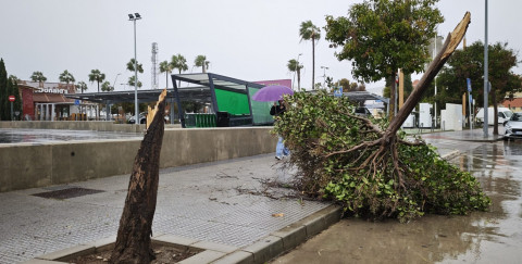 El viento deja algunos árboles tronchados durante esta tarde en Rota