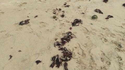 Toallitas mezcladas con algas en la playa